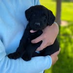 Stanley - @our_stanley_lyons - Instagram