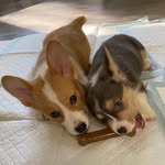 Maddox & Stanley Sheerer-Trapp - @maddoxandstanley - Instagram