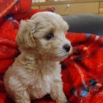 Stanley the Maltipoo - @maltipoo_stanley_london - Instagram