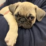 @stanley.manley_ - Instagram