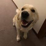 Stanley Manley - @everybodylovesstanley - Instagram