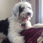 Stanley Manley - @stanley_manley_sheepadoodle - Instagram