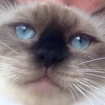 Stanley Manley - @stanley.the.cat123 - Instagram