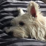 stanley manley davis - @stan_lacrosse_07 - Instagram