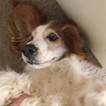 STANLEY MANLEY MILNER - @stanleythewelshy - Instagram