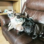 Stanley Manley pug - @stanleymanlypugandco - Instagram