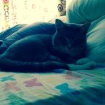 🐱Stanley Mason🐱 - @stanley.manley - Instagram