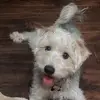 stanley.manley_ - @stanley.manley_ - TikTok