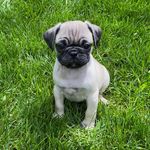 Stanley Marino - @stanley.charley_thepugs - Instagram