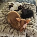 Stanley, Archie, & Marvin - @cornishtrio - Instagram