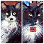 StanLeeCat and MattinglyCat - @stan_and_matty - Instagram