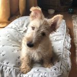 Stanley the Scottie (& Maxey) - @stanley_the_scottie - Instagram
