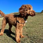 Stanley ‘Max’ Maxwell - @stanleymaxwellpoo - Instagram
