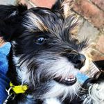 Stanley Maxwell - @stanleytheminiature - Instagram