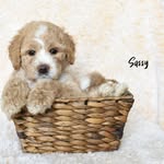 Sassy ( puppies by Stanley Maynard) - @norcalsouthpawpups - Instagram
