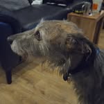 StanleyMccann - @stanleythebedlingtonterrier - Instagram