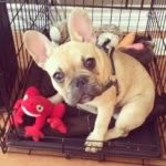 Stanley Nugget McIntyre - @stanley__thefrenchie - Instagram