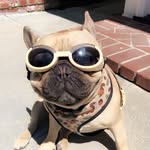 stanley the frenchie - @stanleymerrell - Instagram