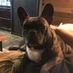 Stanley the Manly Meyers - @stanley_frenchbulldog - Instagram