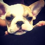 Stanley Morrow - @stanley_the_frugs - Instagram