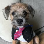 Frank Stanley Norris - @frankietheborderterrier - Instagram