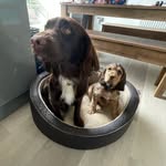Stanley and Norris - @stanleysprocker.norriscocker - Instagram