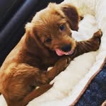Stanley North - @stanley_awwww - Instagram