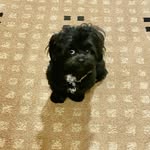 Otto Stanley - @ottostanley_theshihpoo - Instagram