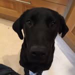 Stanley, Solo and Otto - @solo_the_labrador - Instagram