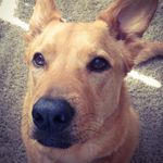 Stanley - @stanleypoe - Instagram