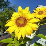 Stanley pounds - @pounds5734 - Instagram