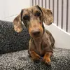 Stanley the minidachund 🤎 - @karynpurcelledkins - TikTok