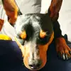 dog_lover - @stanley_queen_ - TikTok