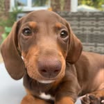 stanley george michael norman reed - @stanleytippytoes - Instagram