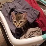 Stanley Reed - @stanley_the_striped_cat - Instagram