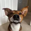 Stan the Man - @stanleythejackrussell - TikTok