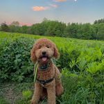 Stanley Russel🐾 - @stanley.russell_ - Instagram