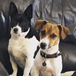 Stanley The Jack Russell - @stanley_the_jack_russell - Instagram