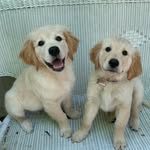 Stanley & Sampson - @stanandsam_ - Instagram