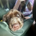 Stanley Sampson the Sussex Spaniel - @stanley_sussex_spaniel - Instagram