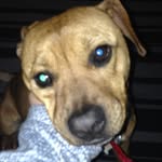 Stanley Gordon Lizarraga Soto - @stanley_thedogo - Instagram