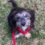 🐾 Stanley Starr Washer 🐾 - @stanley__starr - Instagram