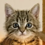 Stanley - @starring_stanley - Instagram