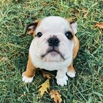 Stanley Starr - @stantheman_bulldog - Instagram