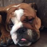 Stanley - @stanley_stokes321 - Instagram