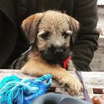Stanley Stone - @stanleytheborderterrier - Instagram