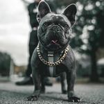 Stanley Stone - @stan_stonez - Instagram