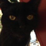 Stanley Thacker - @meow_stanley - Instagram