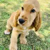 StanleyTheCocker - @libbybannister1617 - TikTok