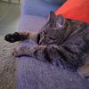 Stanley Trouerbach - @stanthecat72 - TikTok